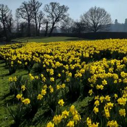 Longleat Safari Park - Abundant daffodils - 4/17/2026