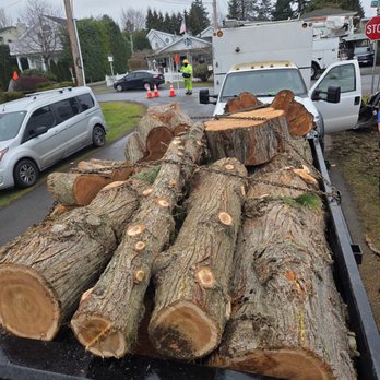 Pro Cut Tree Service - Tree Services Near Me - Snohomish, Washington Pro Cut Tree Service - Tree Services Near Me - Snohomish, Washington