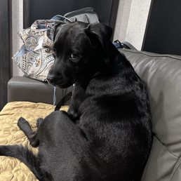 Her coat has never been this shiny or soft. And boy does she smell good. Her coat has never been this shiny or soft. And boy does she smell good.