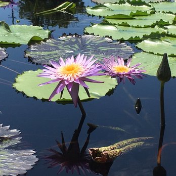 International Waterlily Collection - Botanical Gardens Near Me - San Angelo, Texas International Waterlily Collection - Botanical Gardens Near Me - San Angelo, Texas