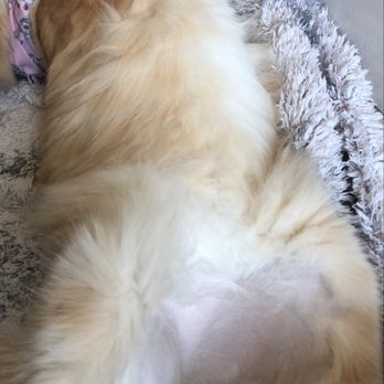Cat Grooming by Jessica Paws - His full sanitary trim - Pet Training Near Me - Arcadia, California Cat Grooming by Jessica Paws - His full sanitary trim - Pet Training Near Me - Arcadia, California