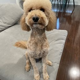 They cut too much (lower) on the left ear. Under chin is uneven. They cut too much (lower) on the left ear. Under chin is uneven.