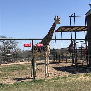 Aggieland Safari - Such a fun place!! - Zoos Near Me - Bryan, Texas Aggieland Safari - Such a fun place!! - Zoos Near Me - Bryan, Texas