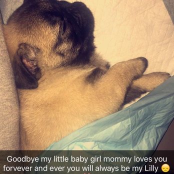 Puppy Paws - Pet Stores Near Me - Ozone Park, New York