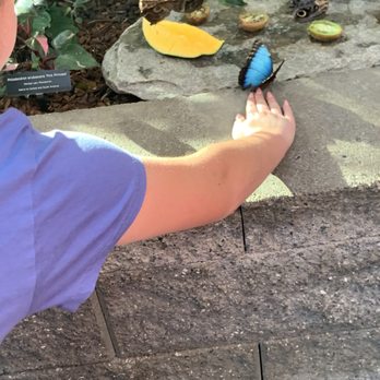 Pacific Science Center - Butterfly exhibit! - Museums Near Me - Seattle, Washington