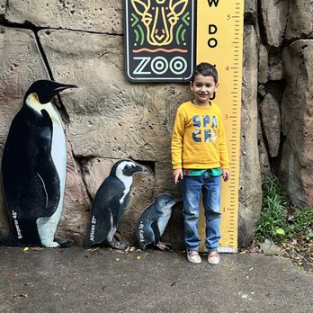 Dallas Zoo - Stacking up with penguins - Zoos Near Me - Dallas, Texas