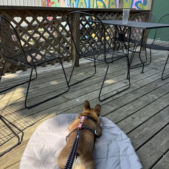 Fat Dan's - Back patio with shade for the Frenchies - Delis Near Me - Indianapolis, Indiana Fat Dan's - Back patio with shade for the Frenchies - Delis Near Me - Indianapolis, Indiana