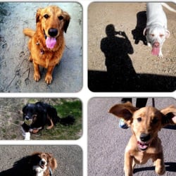 The North End Dog Walker - Just a few of our sweet pups