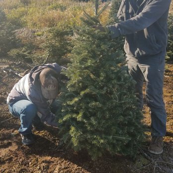 Tappan's Christmas Tree Farm - Christmas Trees Near Me - Battle Ground, Washington Tappan's Christmas Tree Farm - Christmas Trees Near Me - Battle Ground, Washington