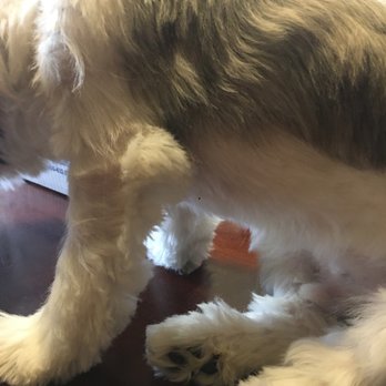 PetSmart - Nice job blending his legs (sarcasm) - Pet Training Near Me - Vancouver, Washington PetSmart - Nice job blending his legs (sarcasm) - Pet Training Near Me - Vancouver, Washington