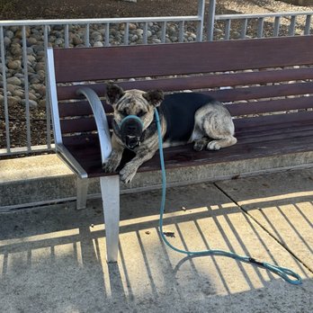 Inclined Canine Academy - Loki practicing "place" on a public bench - Pet Training Near Me - Morgan Hill, California Inclined Canine Academy - Loki practicing "place" on a public bench - Pet Training Near Me - Morgan Hill, California