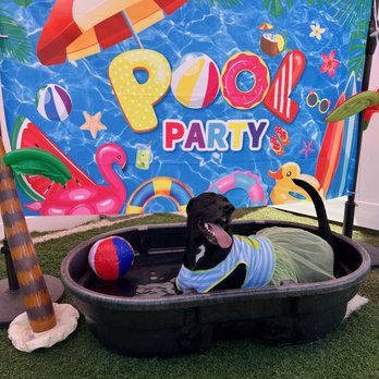 Puppy Paradis - Pet Boarding Near Me - Salem, New Hampshire Puppy Paradis - Pet Boarding Near Me - Salem, New Hampshire
