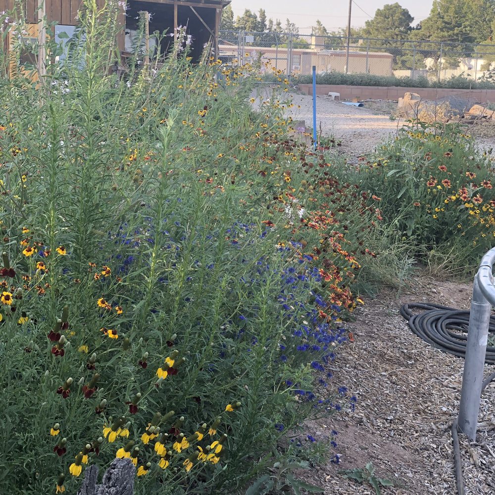 Sophrosyne - Wildflowers - Yoga Near Me - Los Ranchos de Albuquerque, New Mexico Sophrosyne - Wildflowers - Yoga Near Me - Los Ranchos de Albuquerque, New Mexico