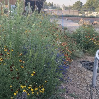 Sophrosyne - Wildflowers - Yoga Near Me - Los Ranchos de Albuquerque, New Mexico