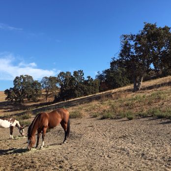 Peninsula Equestrian Academy - Here at Pagemill - Horseback Riding Near Me - Palo Alto, California