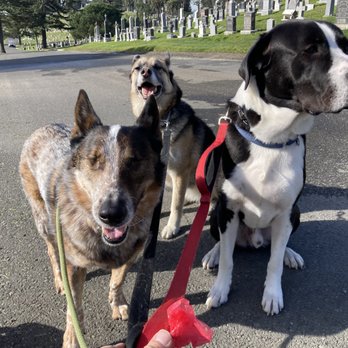 Sidewalks Oakland - Group walk - Pet Training Near Me