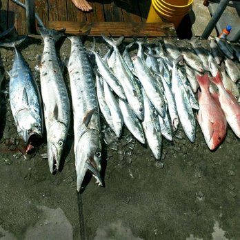 Clearwater Beach - Our catch on a half day trip on the Gulf Stream II with Capt. Mike - Beaches Near Me