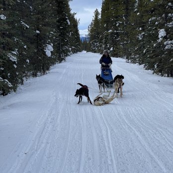Muktuk Adventures - Dogsledding - Hiking Near Me - Whitehorse, Yukon Muktuk Adventures - Dogsledding - Hiking Near Me - Whitehorse, Yukon