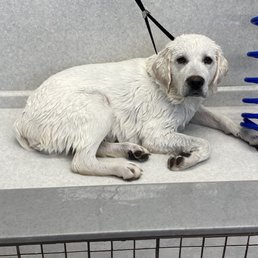 He doesn't look too happy in the pic. But I sure was after his awesome bath! He doesn't look too happy in the pic. But I sure was after his awesome bath!