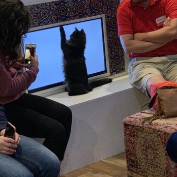 El Jefe Cat Lounge - Pet Adoption Near Me - Tucson, Arizona El Jefe Cat Lounge - Pet Adoption Near Me - Tucson, Arizona
