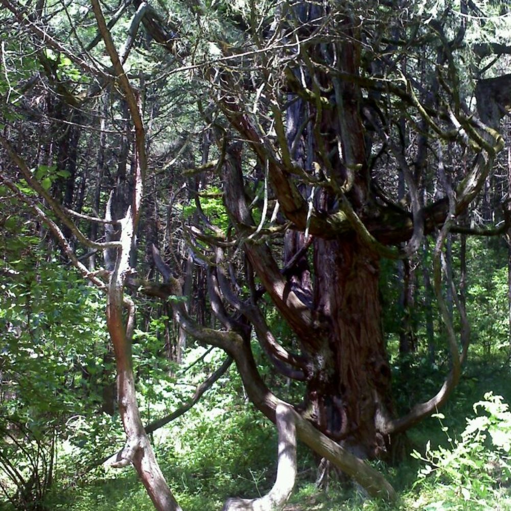 Mount Pisgah Arboretum - Venues & Event Spaces Near Me - Eugene, Oregon Mount Pisgah Arboretum - Venues & Event Spaces Near Me - Eugene, Oregon
