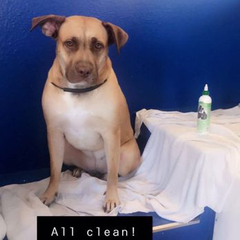Rub-A-Dub Dog Do-It-Yourself Dog Wash - Fiona all clean! - Pet Groomers Near Me - Seattle, Washington Rub-A-Dub Dog Do-It-Yourself Dog Wash - Fiona all clean! - Pet Groomers Near Me - Seattle, Washington