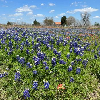 Windy Winery - 2022 Bluebonnet field - Wineries Near Me - Brenham, Texas Windy Winery - 2022 Bluebonnet field - Wineries Near Me - Brenham, Texas