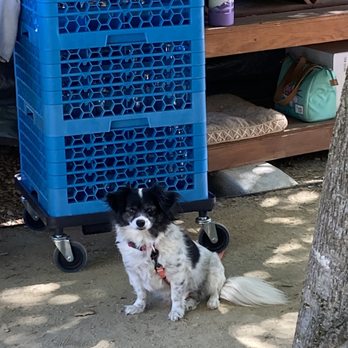 TwiningVine Winery - Cutest little wine tasting expert! - Wineries Near Me - Castro Valley, California