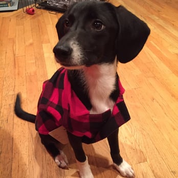 Wrigleyville Pet Care Services - Dog Walkers Near Me Wrigleyville Pet Care Services - Dog Walkers Near Me
