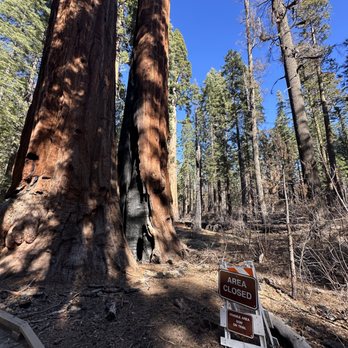 Calaveras Big Trees State Park - Parks Near Me - Arnold, California