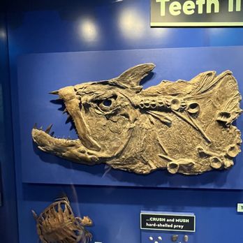 The Children's Museum - somewhat scary fossil - Children's Museums Near Me - Indianapolis, Indiana The Children's Museum - somewhat scary fossil - Children's Museums Near Me - Indianapolis, Indiana