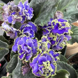 Miner's Ace Hardware - African Violet- standard with a rose type flower and green fringe. A little dry but that can be remedied!