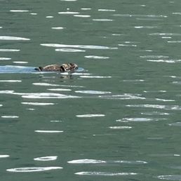 Sea otter and baby