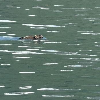 Kenai Fjords Tours - Sea otter and baby - Boat Tours Near Me - Seward, Alaska