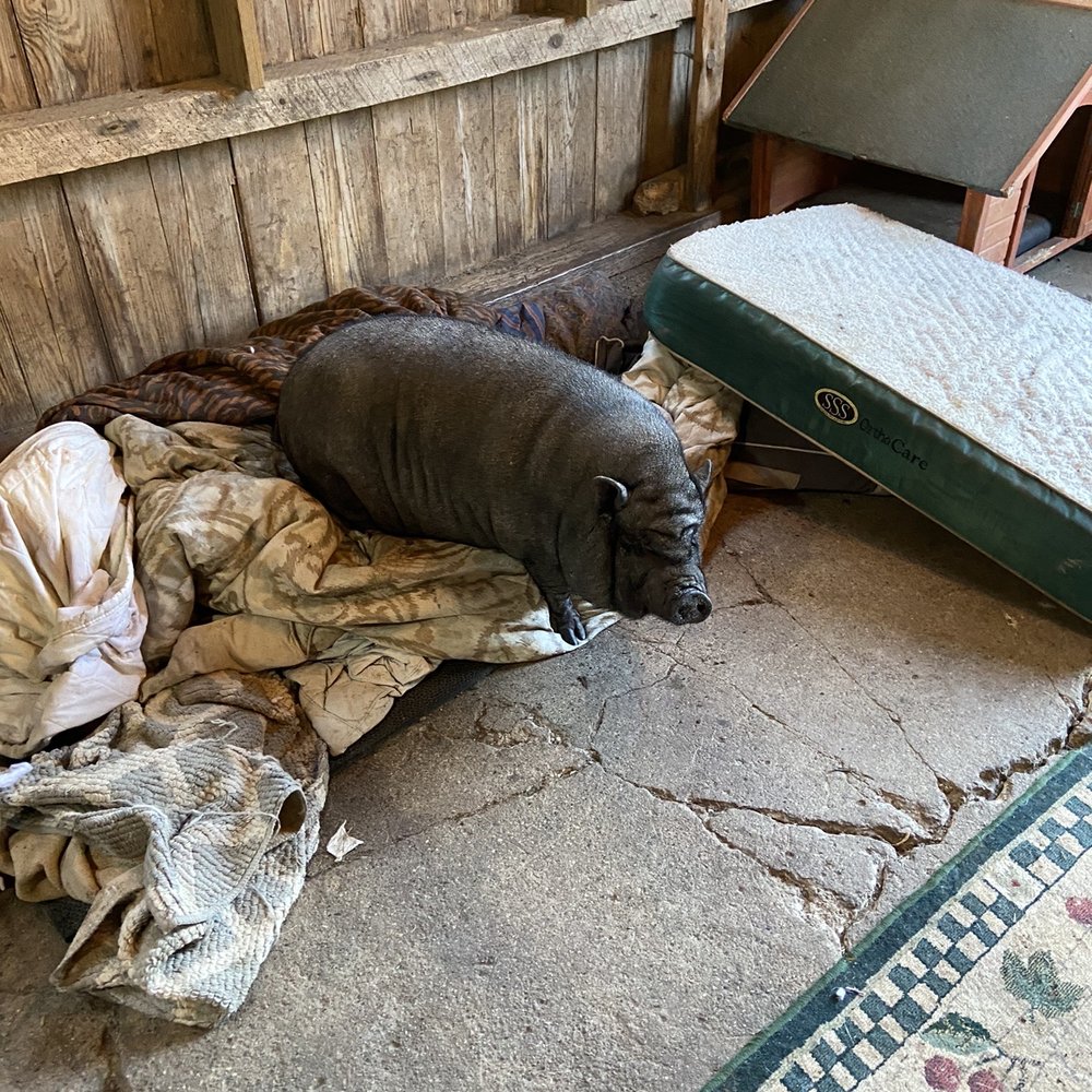 Oinking Acres Farm - The pigs had beds and a working tv to entertain them - Attraction Farms Near Me - Brownsburg, Indiana Oinking Acres Farm - The pigs had beds and a working tv to entertain them - Attraction Farms Near Me - Brownsburg, Indiana