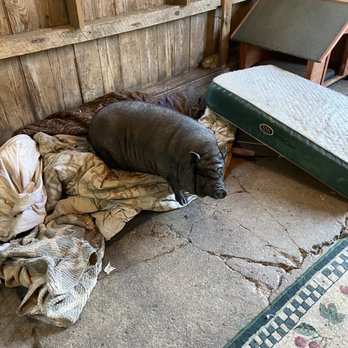 Oinking Acres Farm - The pigs had beds and a working tv to entertain them - Attraction Farms Near Me - Brownsburg, Indiana