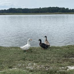 Three duck friends who now live on and around the property. Fun to watch them!
