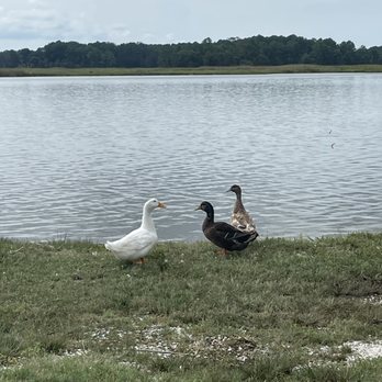 Whitehaven Hotel - Three duck friends who now live on and around the property. Fun to watch them! - Hotels Near Me - Quantico, Maryland