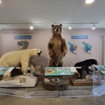 Lindsay Wildlife Experience - Bear and info display - Museums Near Me - Walnut Creek, California Lindsay Wildlife Experience - Bear and info display - Museums Near Me - Walnut Creek, California