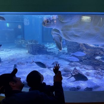 Maritime Aquarium - Wonder - Aquariums Near Me - Norwalk, Connecticut Maritime Aquarium - Wonder - Aquariums Near Me - Norwalk, Connecticut