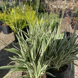 Fannin Farm & Garden - Great plant variety