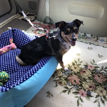 San Diego Pet Driver - Happily in a cozy bed provided by Bruce because I didn't bring one!!! - Pet Transportation Near Me - San Diego, California San Diego Pet Driver - Happily in a cozy bed provided by Bruce because I didn't bring one!!! - Pet Transportation Near Me - San Diego, California