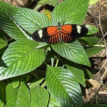 Cockrell Butterfly Center - Museums Near Me - Houston, Texas