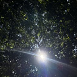 Hattie Bauer Hammock Park