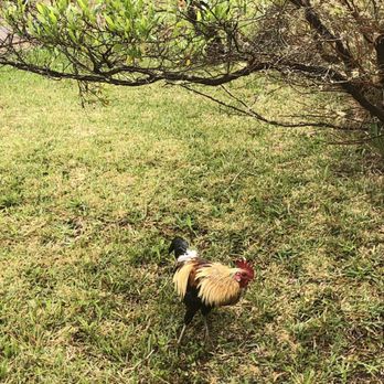 Waimea Canyon Lookout - Hiking Near Me