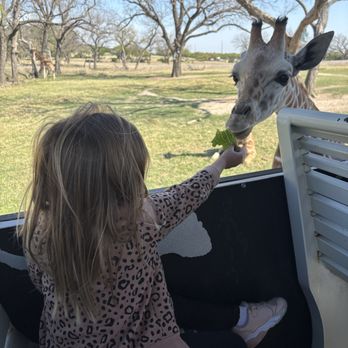 Fossil Rim Wildlife Center - Feeding a giraffe - Zoos Near Me - Glen Rose, Texas Fossil Rim Wildlife Center - Feeding a giraffe - Zoos Near Me - Glen Rose, Texas