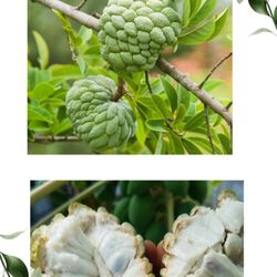 Julie's Tropical Plants - Sugar Apple, Sweetsop