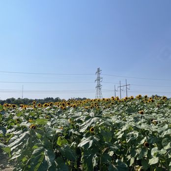Ward's Berry Farm - sunflower field - Delis Near Me - Sharon, Massachusetts