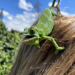 O'o Farms - Our new buddy Camelia the chameleon!