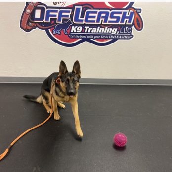 Off Leash K9 Training- Bay Area - (pic from daily report card? - Pet Training Near Me Off Leash K9 Training- Bay Area - (pic from daily report card? - Pet Training Near Me